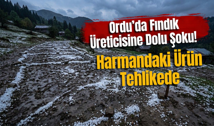 Ordu’da Fındık Üreticisine Dolu Şoku! Harmandaki Ürün Tehlikede