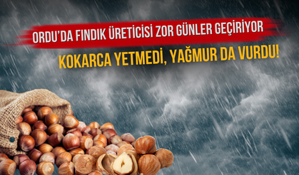 Ordu’da Fındık Üreticisi Zor Günler Geçiriyor: Kokarca Yetmedi, Yağmur da Vurdu!