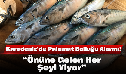 Karadeniz’de Palamut Bolluğu Alarmı! “Önüne Gelen Her Şeyi Yiyor”