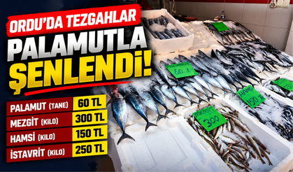 Ordu’da Balık Tezgâhlarında Güncel Fiyatlar: Palamut 60 TL!