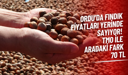 Ordu’da Fındık Fiyatları Yerinde Sayıyor! TMO ile Aradaki Fark 70 TL