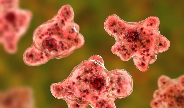 BİR KİŞİ BEYİN YİYEN AMİP YÜZÜNDEN HAYATINI KAYBETTİ