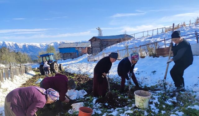 Artvin’e kış erken gelince patates hasadı kar altından yapıldı