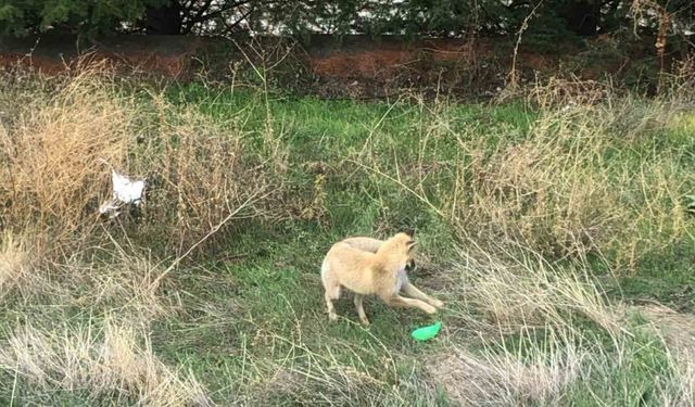 Gündüz vakti şehir merkezine inen tilkinin plastik top parçası ile oyunu kameralara takıldı