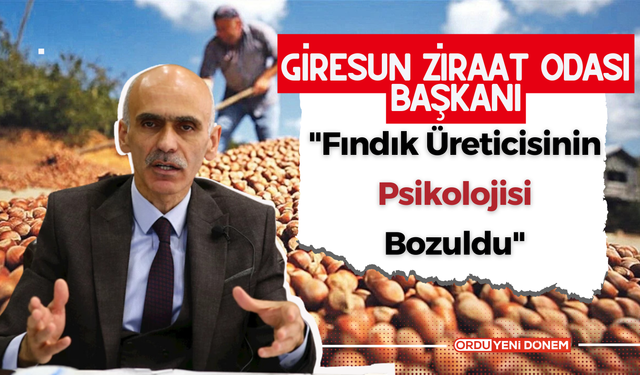 Fındık Üreticisinin Psikolojisi Bozuldu! Mağdur Olmak İstemiyor