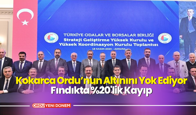 Kokarca Ordu’nun Altınını Yok Ediyor! Fındıkta %20'lik Kayıp