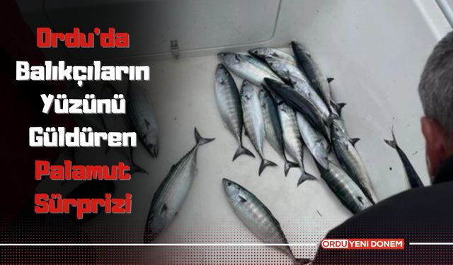 Ordu’da Balıkçıların Yüzünü Güldüren Palamut Sürprizi