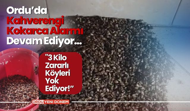 Ordu’da Kahverengi Kokarca Alarmı: "3 Kilo Zararlı Köyleri Yok Ediyor!” İşte O Görüntüler...