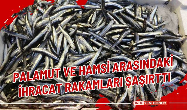 Palamut ve hamsi arasındaki ihracat rakamları şaşırttı