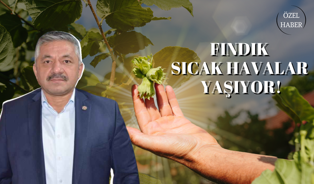 Fındık Sıcak Havalar Yaşıyor!