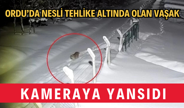 Ordu’da Nesli Tehlike Altında Olan Vaşak Kameraya Yansıdı