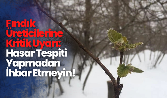 Fındık Üreticilerine Kritik Uyarı: Hasar Tespiti Yapmadan İhbar Etmeyin!