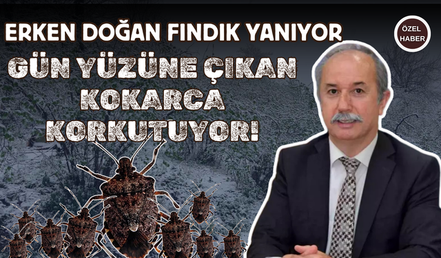 Fındık Üreticilerini Bekleyen Çifte Tehdit!