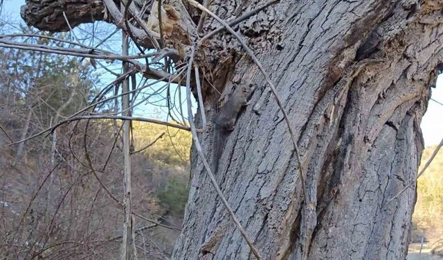 Kastamonu’da bulunan yediuyurlar ormana salındı
