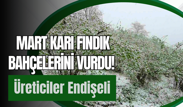 Mart Karı Fındık Bahçelerini Vurdu! Üreticiler Endişeli