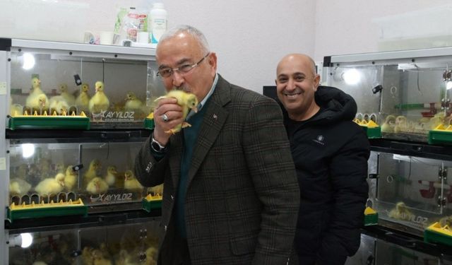 Başkan Güler: "Kaz kuluçkahanesinde yıllık 10 bin civciv üretimi yapmayı hedefliyoruz"