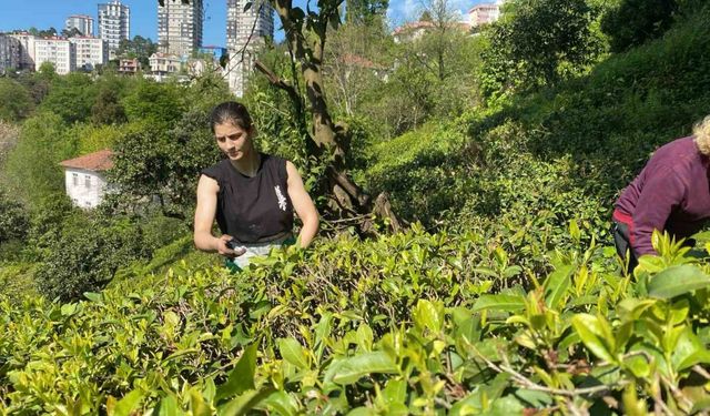 Çay bahçesinden, Dünya Şampiyonası’na