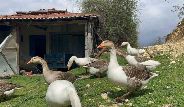 Çiftçilerin gelir kapısı oldu: Kaz yumurtası büyük ilgi görüyor
