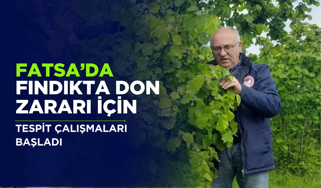 Fatsa’da Fındıkta Don Zararı İçin Tespit Çalışmaları Başladı