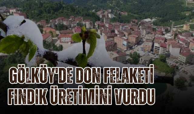Gölköy'de Don Felaketi Fındık Üretimini Vurdu