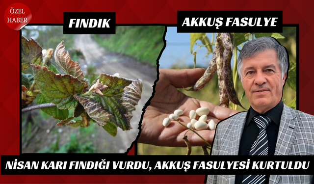 Nisan Karı Fındığı Vurdu, Akkuş Fasulyesi Kurtuldu