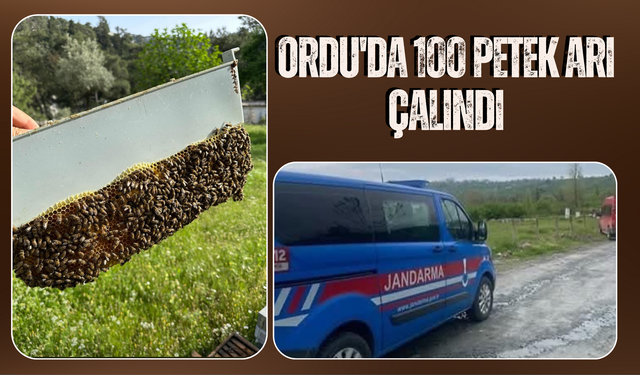 Ordu'da 100 Petek Arı Çalındı