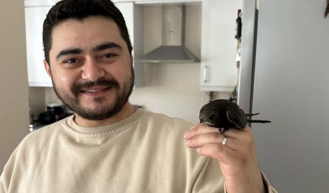 Ordu’da esnafın davetsiz misafiri: Atmaca zannetti, ebabil kuşu çıktı