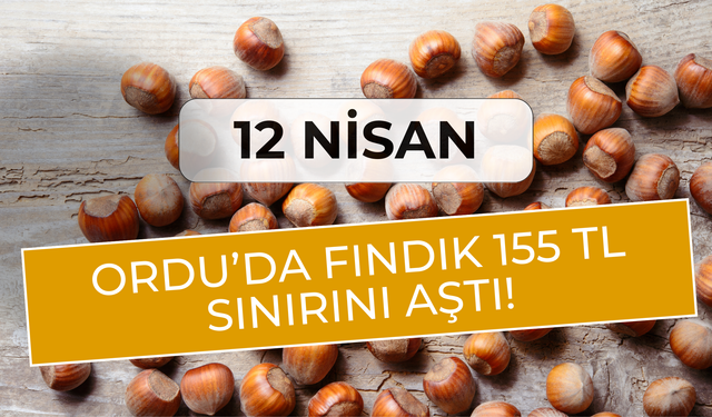Ordu’da Fındık 155 TL Sınırını Aştı!