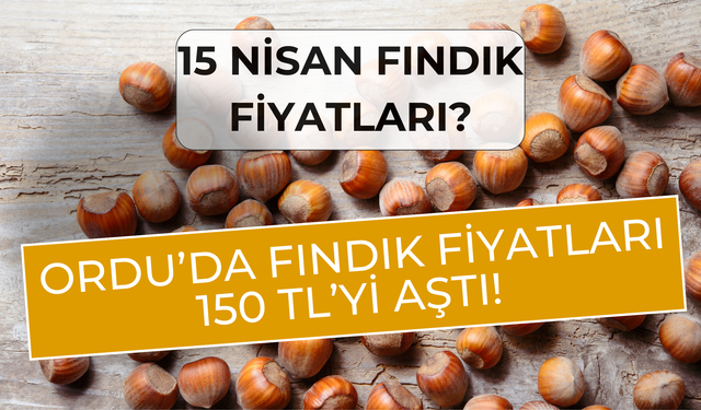 Ordu’da Fındık Fiyatları 150 TL’yi Aştı!