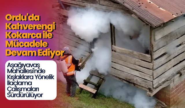 Ordu'da Kahverengi Kokarca ile Mücadele Devam Ediyor