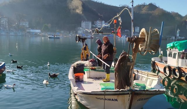 Ordulu balıkçıların ağına dev mezgit takıldı