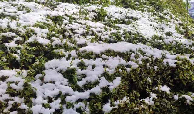 Zirai don çayı da vurdu
