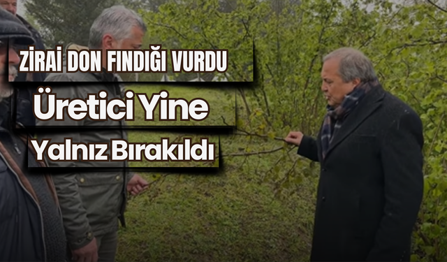 Zirai Don Fındığı Vurdu, Üretici Yine Yalnız Bırakıldı