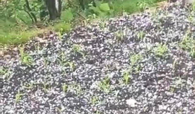 Çay üreticilerine dolu sürprizi