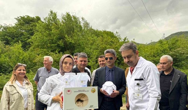 Çaycuma’da kestane gal arısına karşı biyolojik mücadele