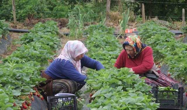 Ordu’nun çalışkan kadınları çilek hasadında