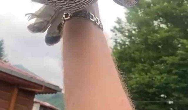 8 yıllık atmacasını doğaya saldı, atmaca arkasına bakmadan uçup gitti