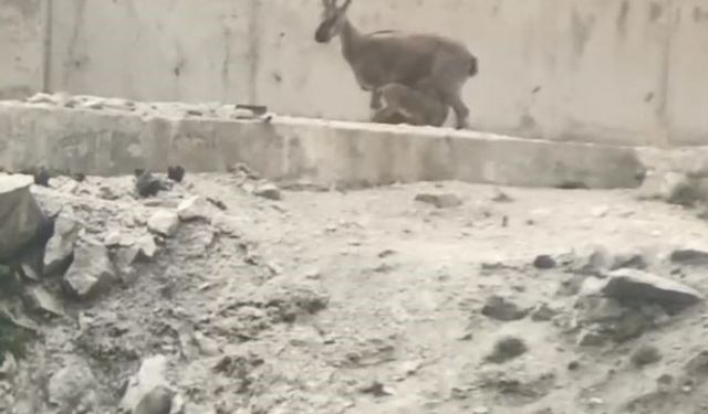 Artvin’de yol ortasında yavrularını emziren dağ keçisi cep telefonu kameralarına yakalandı