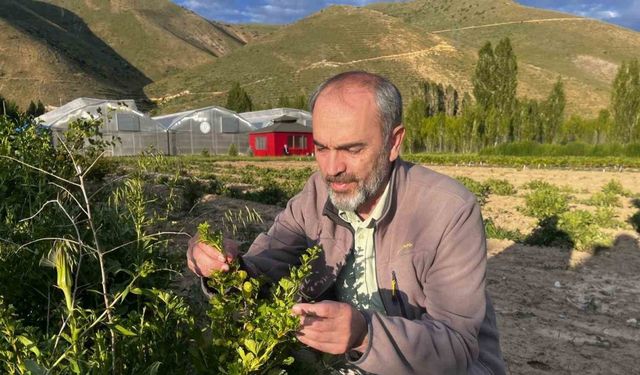 Bayburt Üniversitesi iklime uygun tarımsal ürünlerini hasat etti