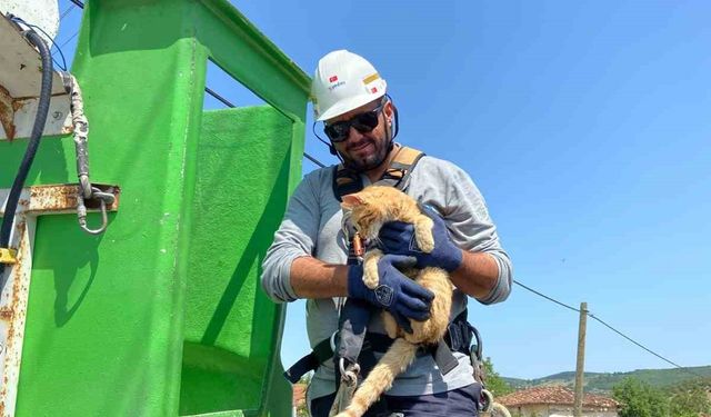 Elektrik direğinde mahsur kalan kedi kurtarıldı