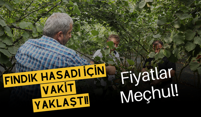 Fındık Hasadı İçin Vakit Yaklaştı, Fiyatlar Meçhul!