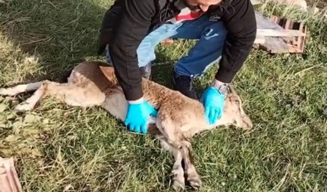 Gümüşhane’de baygın bulunan yaban keçisi kalp masajıyla hayata döndürüldü