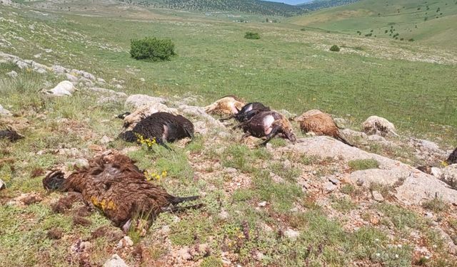 Gümüşhane’de yaylaya düşen yıldırım 18 koyunu telef etti