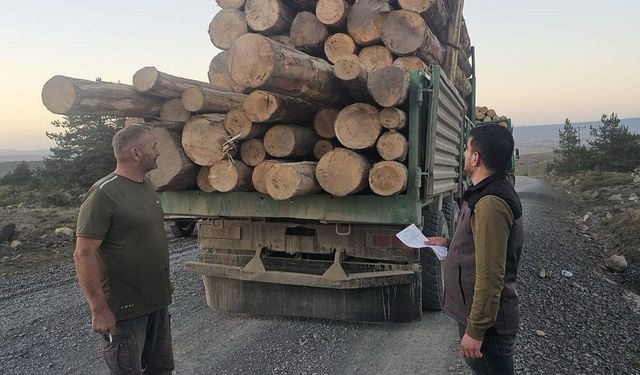 Kaçak ağaç kıyımına ağır ceza