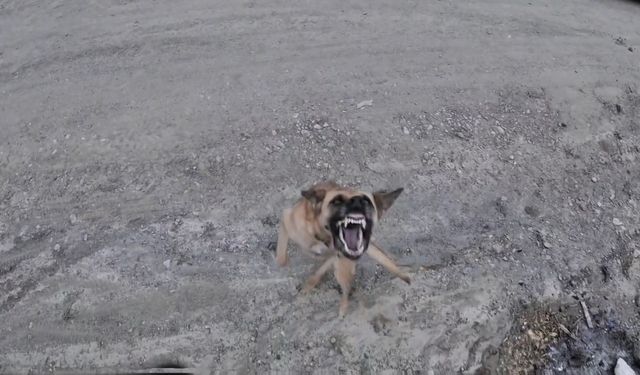 Köpeğin dronla imtihanı