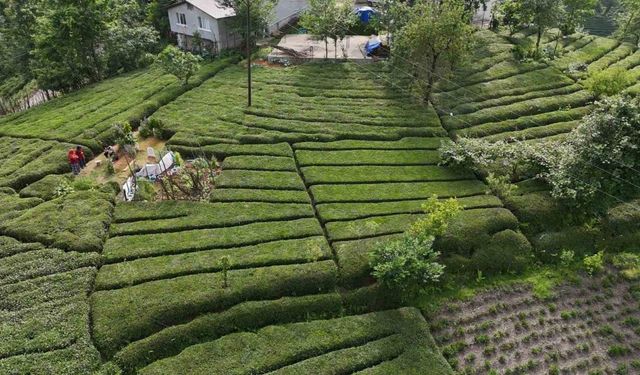 Rize’nin yeni gözdesi: Baklava görünümlü çay bahçesi