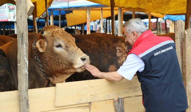 Samsun’da Kurban Bayramı öncesi hayvan sağlığı ve satış denetimleri