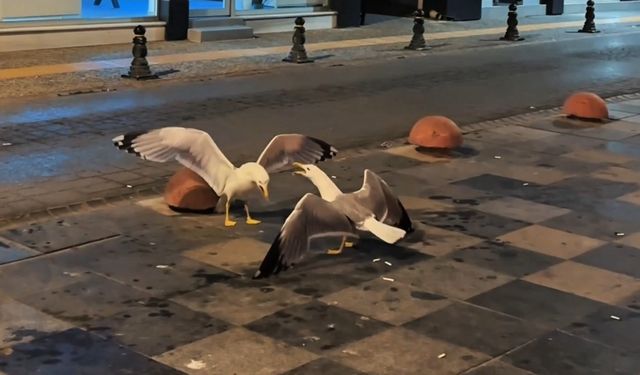Sinop’ta martıların kavga anı kamerada