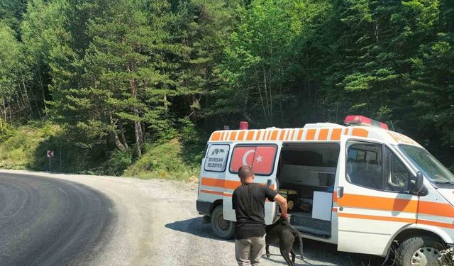 8 metre derinliğindeki rögara düşen köpekler kurtarıldı