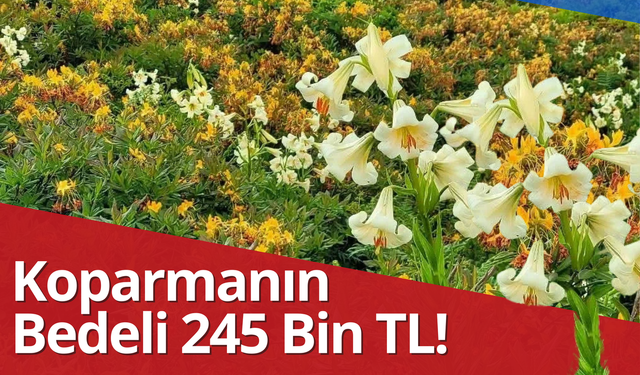 Akkuş’un Göz Bebeği Zambak İçin Ağır Ceza: Koparmanın Bedeli 245 Bin TL!
